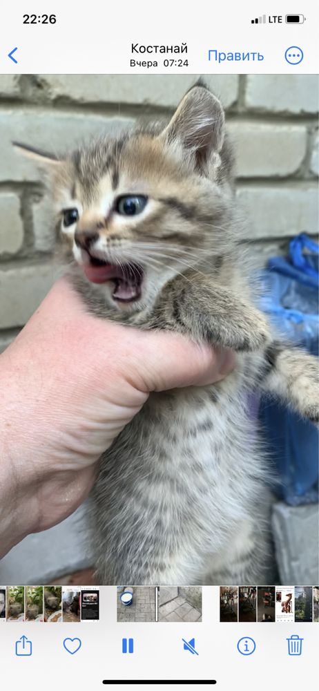 Котята в добрые руки