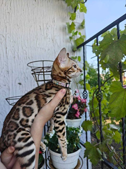 Бенгалски котенца търсят нов дом