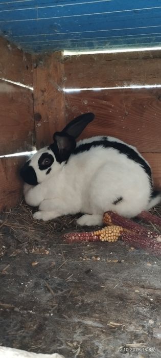 Vând iepuri uriaș german și fluture german