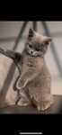 British shorthair