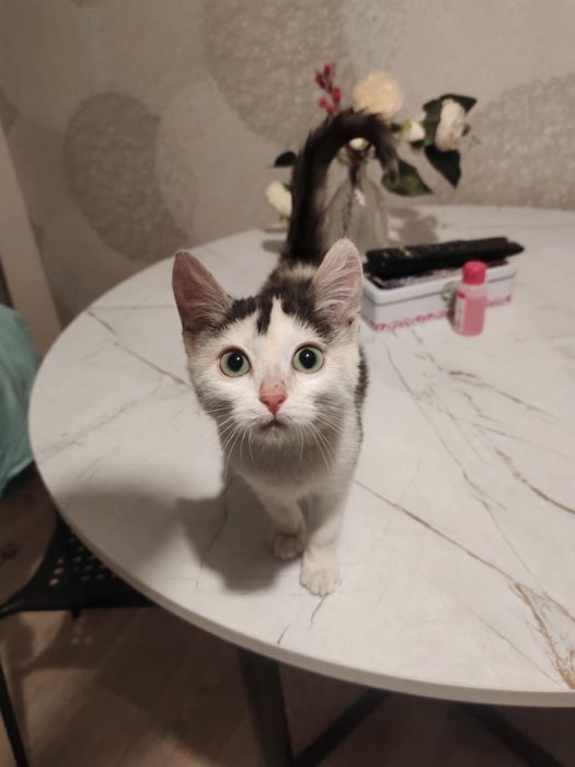 Город Астана. Котенок ищет дом