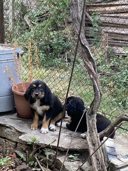 Подарявам кученца