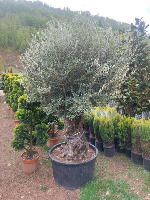 Măslin Olea European