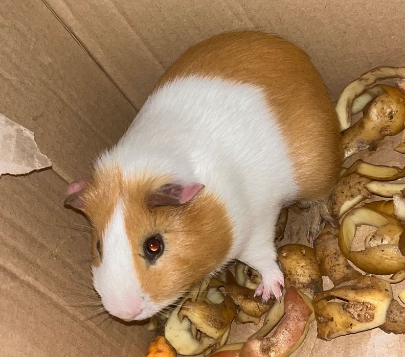 Porcușor de Guineea