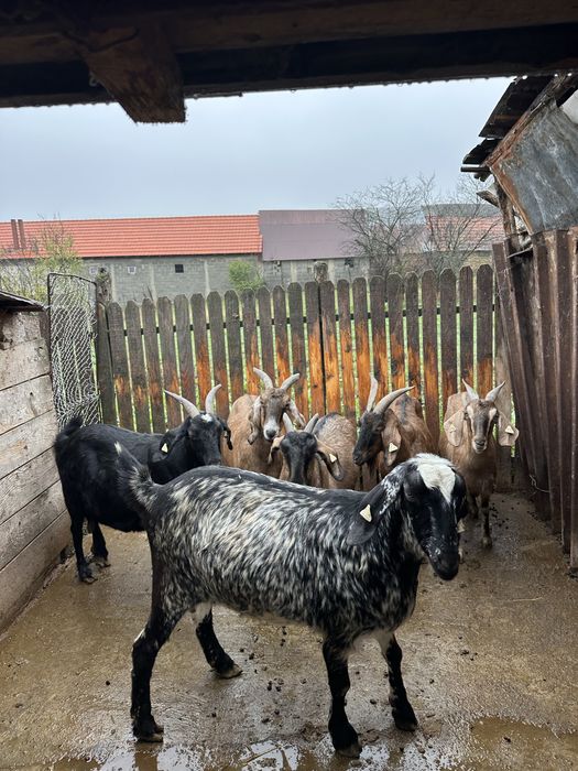 Vand capre Anglo nubian