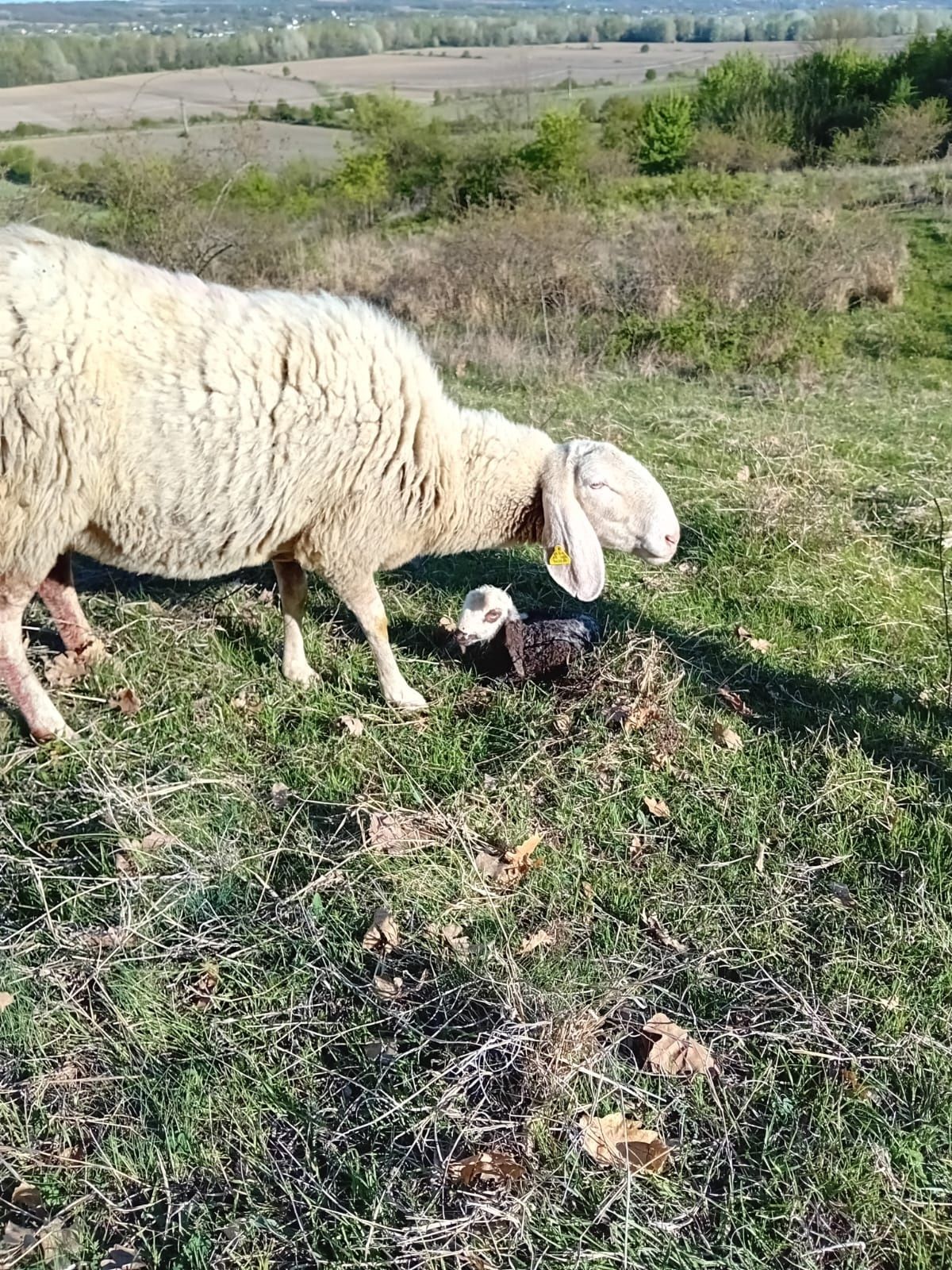 Vând Oi de prăsilă