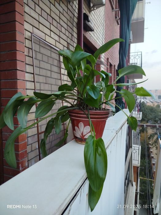 Цветы вомнатные домашние