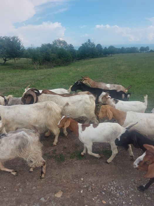 Vând țapi, capre și iezi de cea mai bună calitate metiși anglonubian