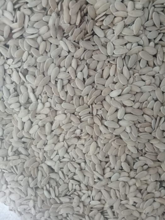 Семена дыни бакинка