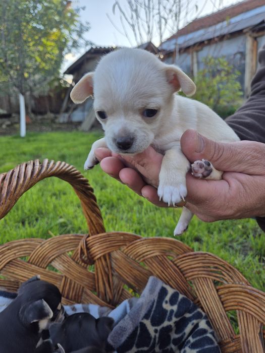 Мини чихуахуа пет момченца