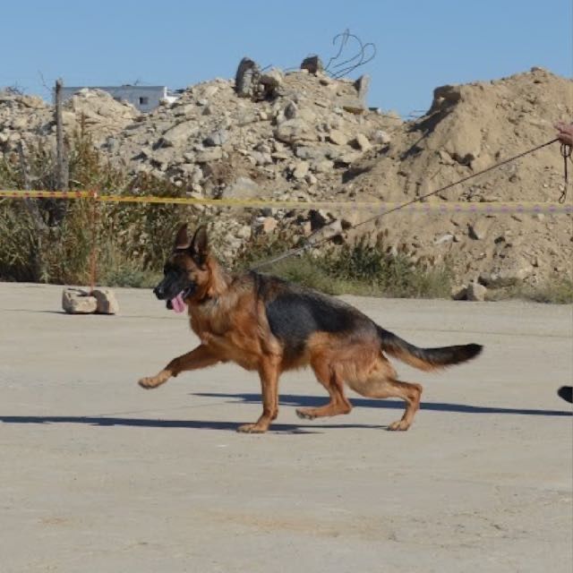 Продается Щенки! НО