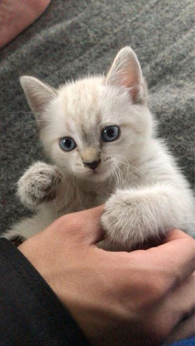 Ragdoll activ si jucaus