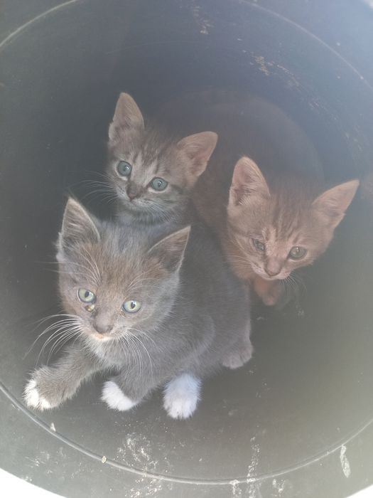 Котят отдам отдам