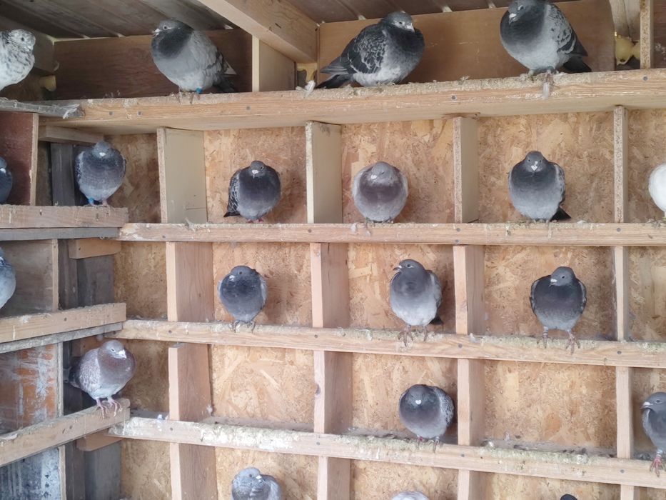 Vând porumbei de anul ăsta și bătrâni sau schimb lot de 30 bucati