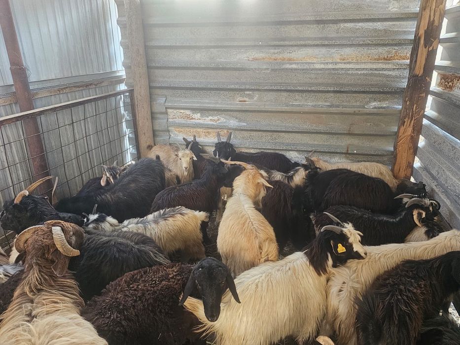 17мың 20мың арасы лақ тушалар серке текешіктер бар!