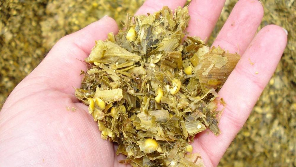 Силос сатамын. Продам силос. Корм для животных