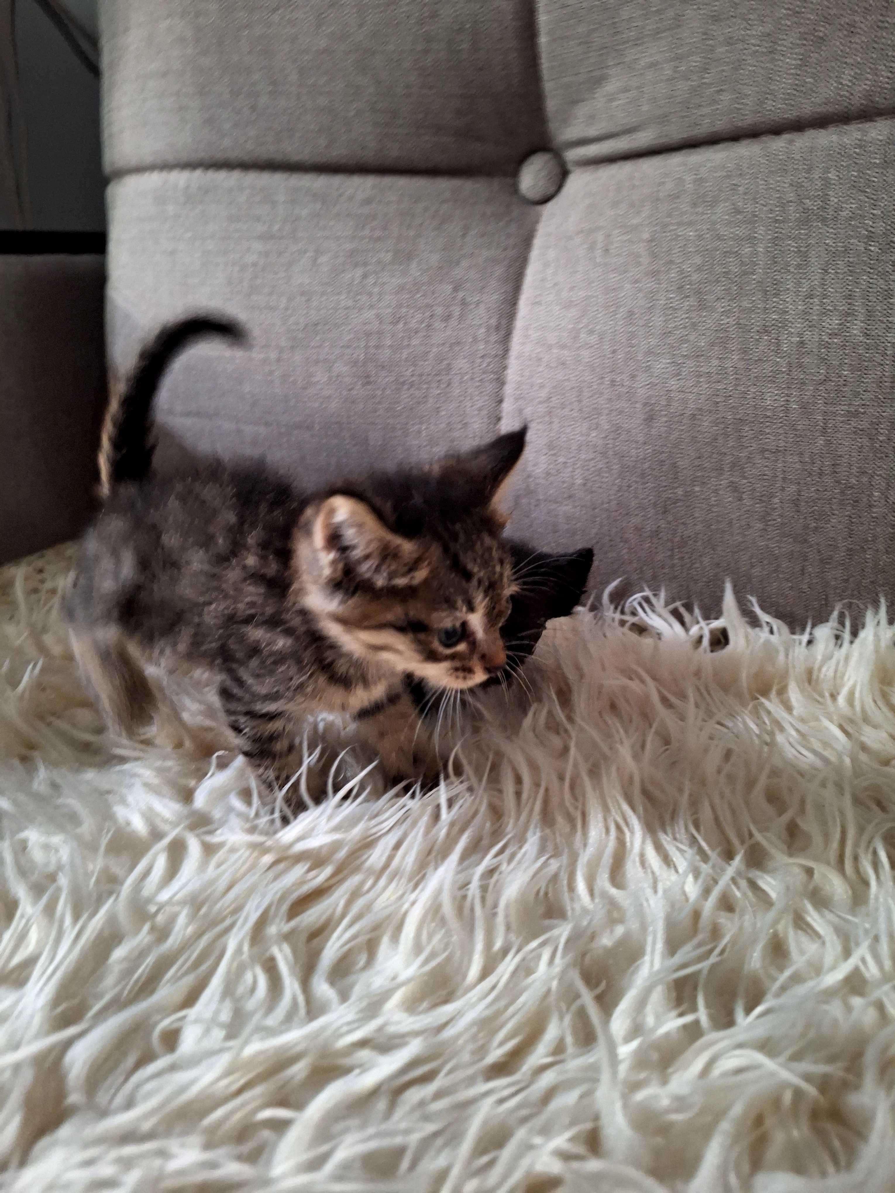 Котята от кошки мышеловки