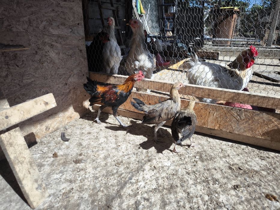 Cocoșel și 2 găinușe Phoenix potârnichiu