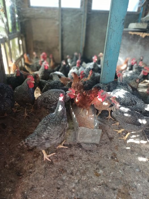 Vand cocosi si gaini de tară.