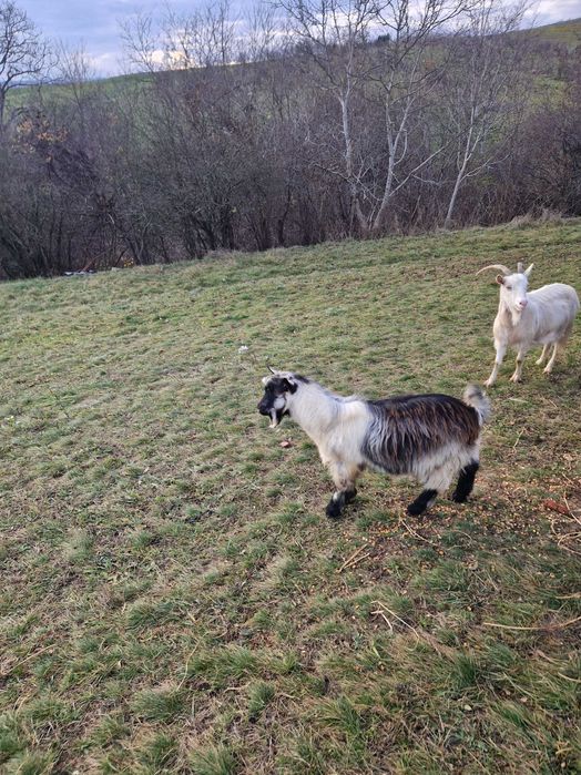 Vand o capra ,doi iezii si un țap