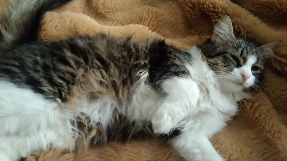 Кошка в добрые ручки