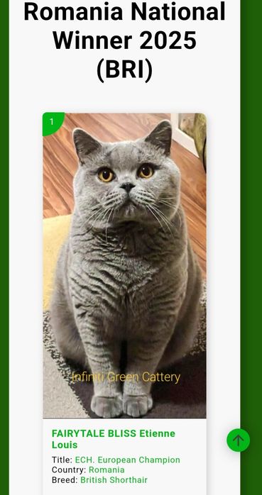 Pisic British Shorthair blue