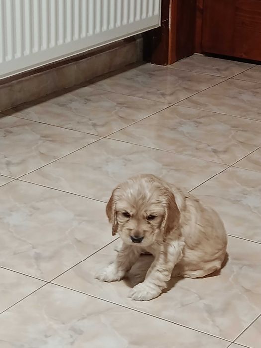 Продавам кокер шпаньол