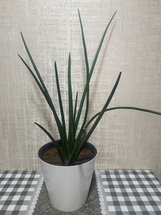 Комн. растения: сансиеверии. См фото