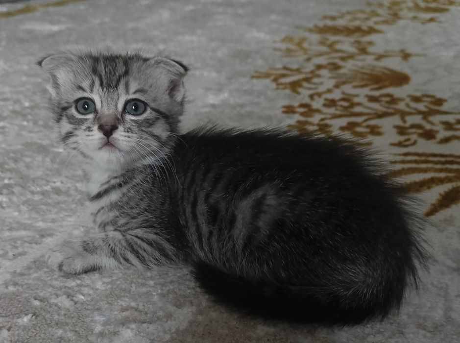 Шотландский котенок