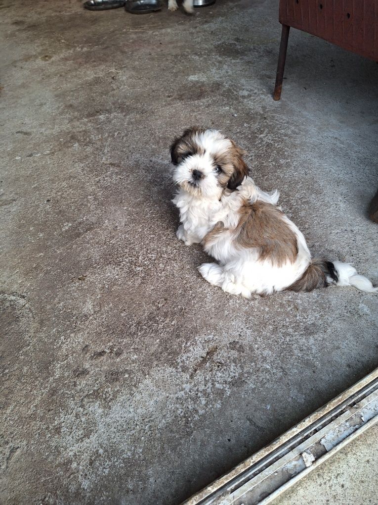Mascul rasa shih tzu