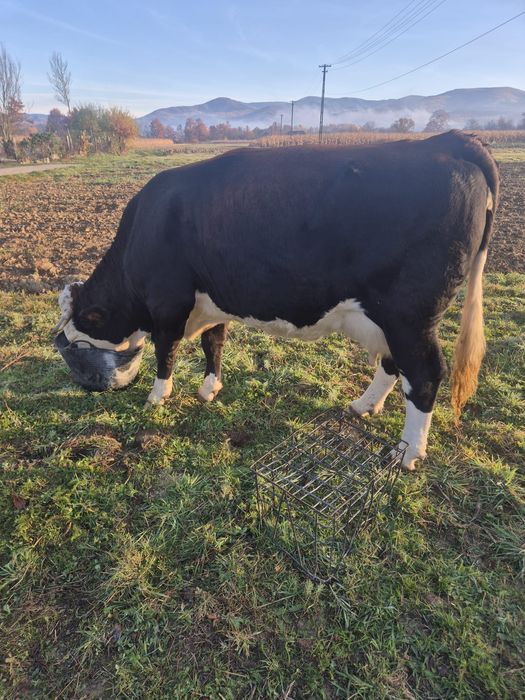 Vând vacă cu lapte