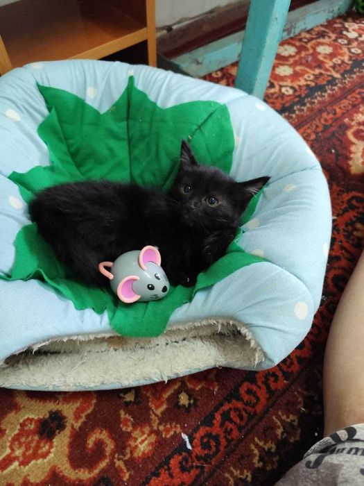 Пристраиваются замечательные котята