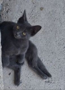 Продаю котёнка, кто сколько предложит?