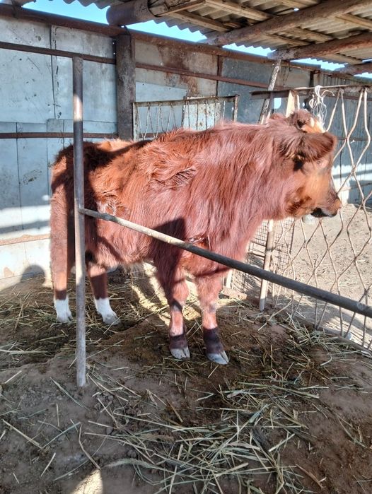 Баспақ сатылады багылган