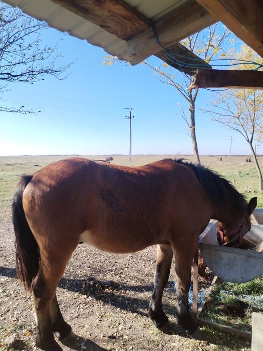 Vând mânz de 2 ani