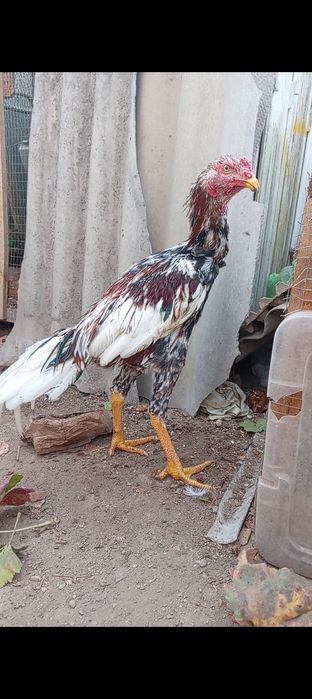 Россия зот сотилади ишончли нарса