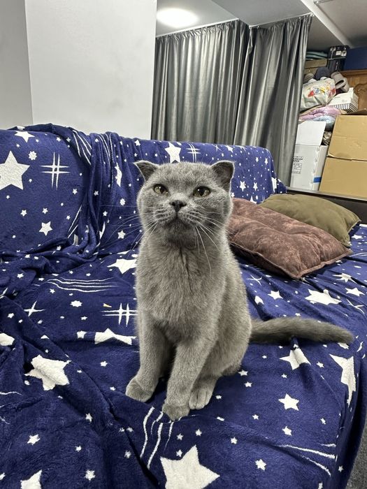 Продается кошка скотиш фолд