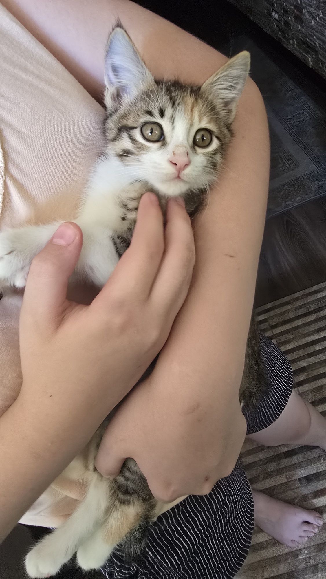 Отдам котёнка в добрые руки!