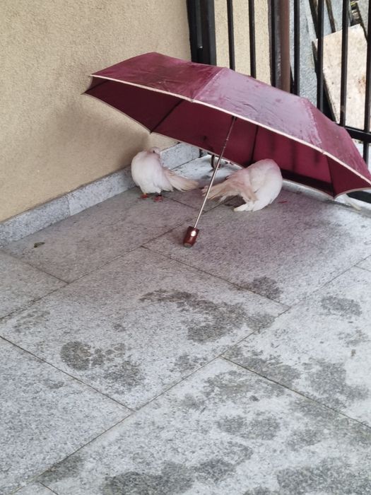 Porumbei albi  ptr nunti sau alte evenimente