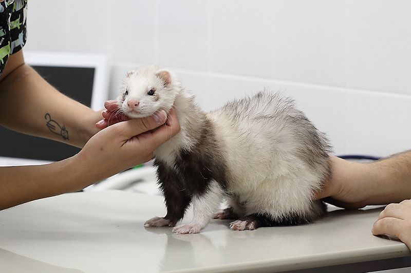 Шиншилы,  харек,  крысы , хомяки,