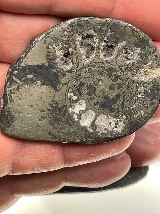 Фосил полиран пиритизиран амонит (60 мм) – естествено бижу