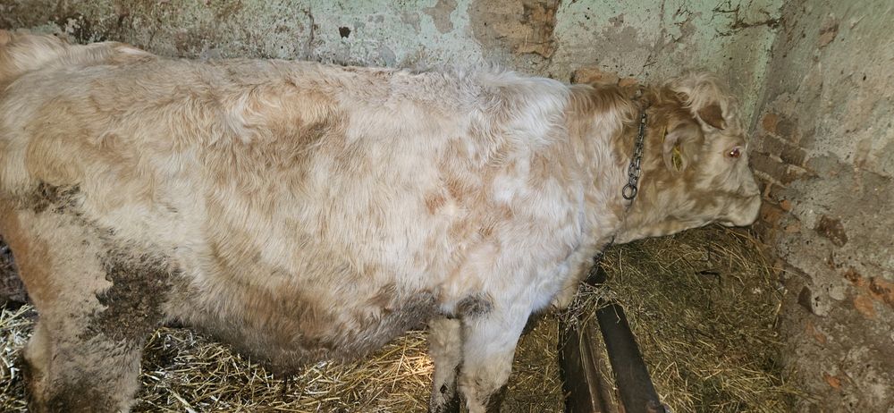 Vand taur  pt taiere