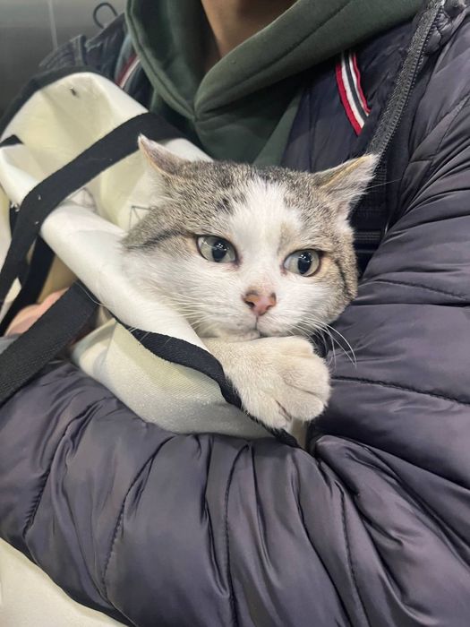 Кот найден. Ищет дом. Ласковый и манерный.