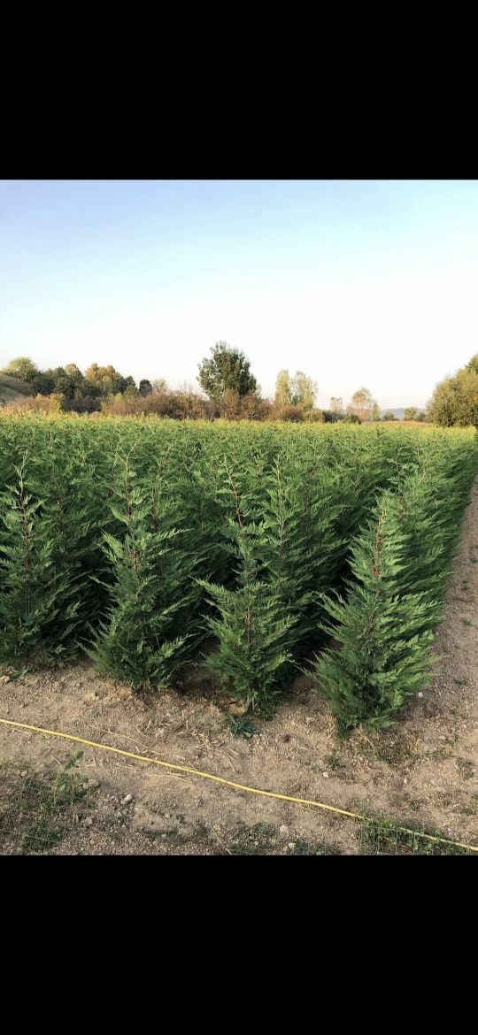 Cupressus leylandi gard viu veșnic verde