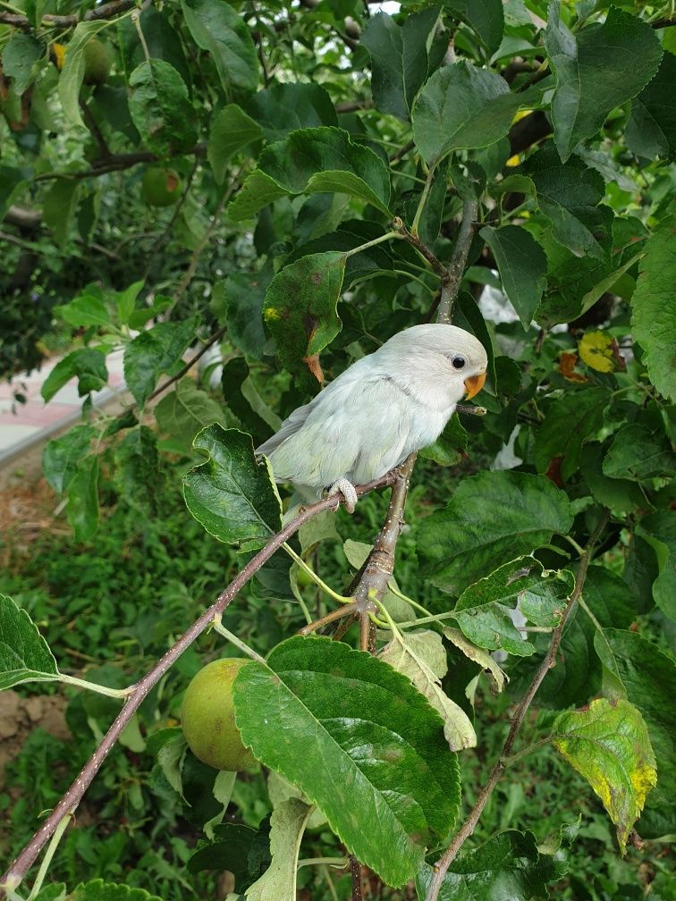 pui pagagal bland calugar quaker vorbitor