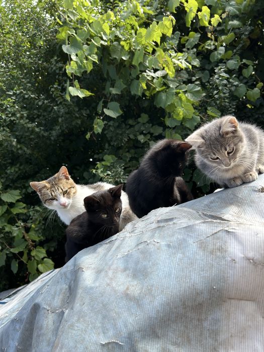 Pui de pisica spre adoptie