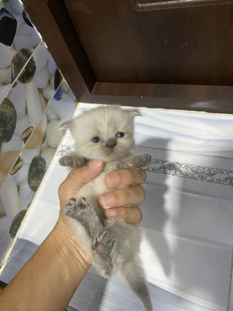 Мушукчала сотилади