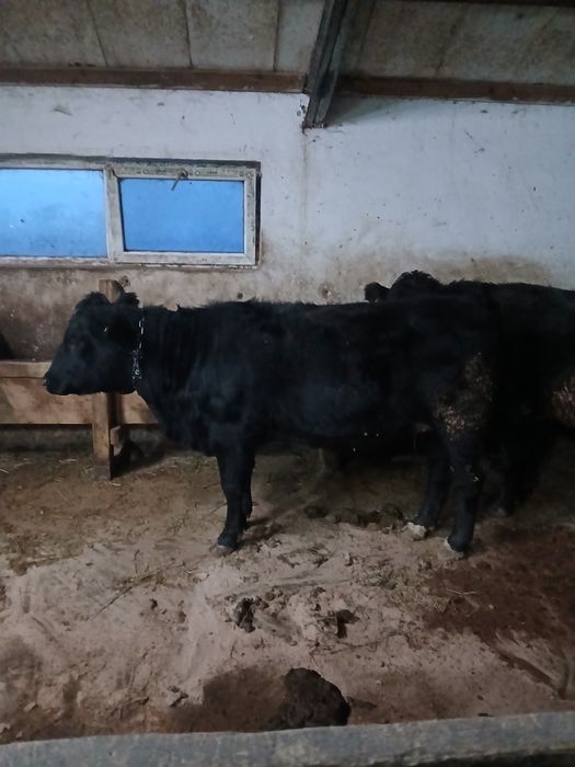 Junica gestanta angus