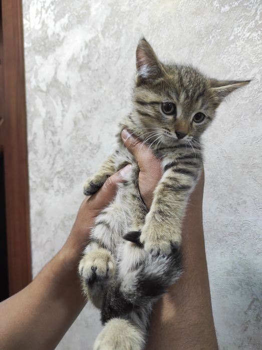 Продам скоттиш страйт