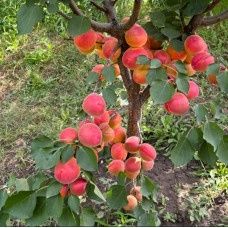 Pomi Fructiferi Pitici Dwarf